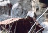 Thumbs/tn_086.Zion Canjon.jpg